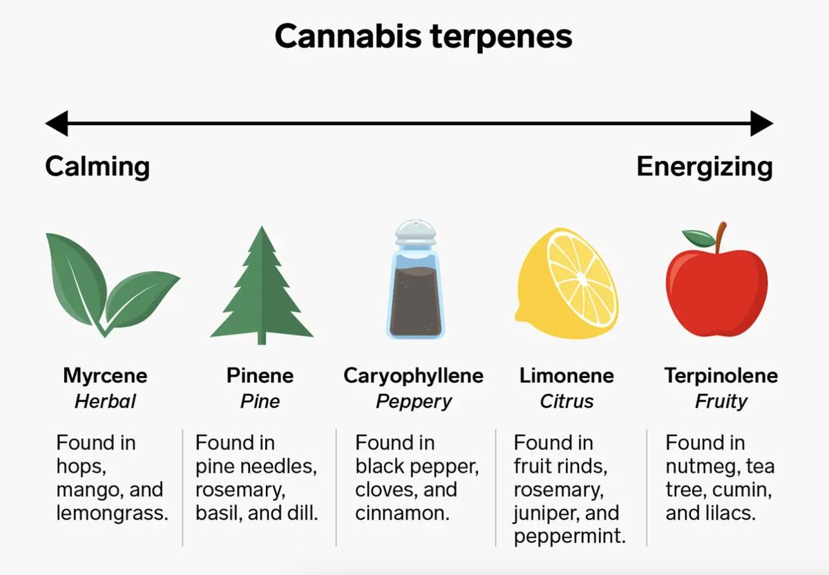 Cannabis 101: What’s the Deal with Terpenes? @cannabis_times

#cannasugartoken #cannabis
#cryptos  #cannasugar
#cryptocurrency #Altcoins #CannabisCommunity
$CSUG $BTC $ETH
$BNB $ADA $SOL
$XRP $DOT $DOGE
$SHIB $USDC $LUNA