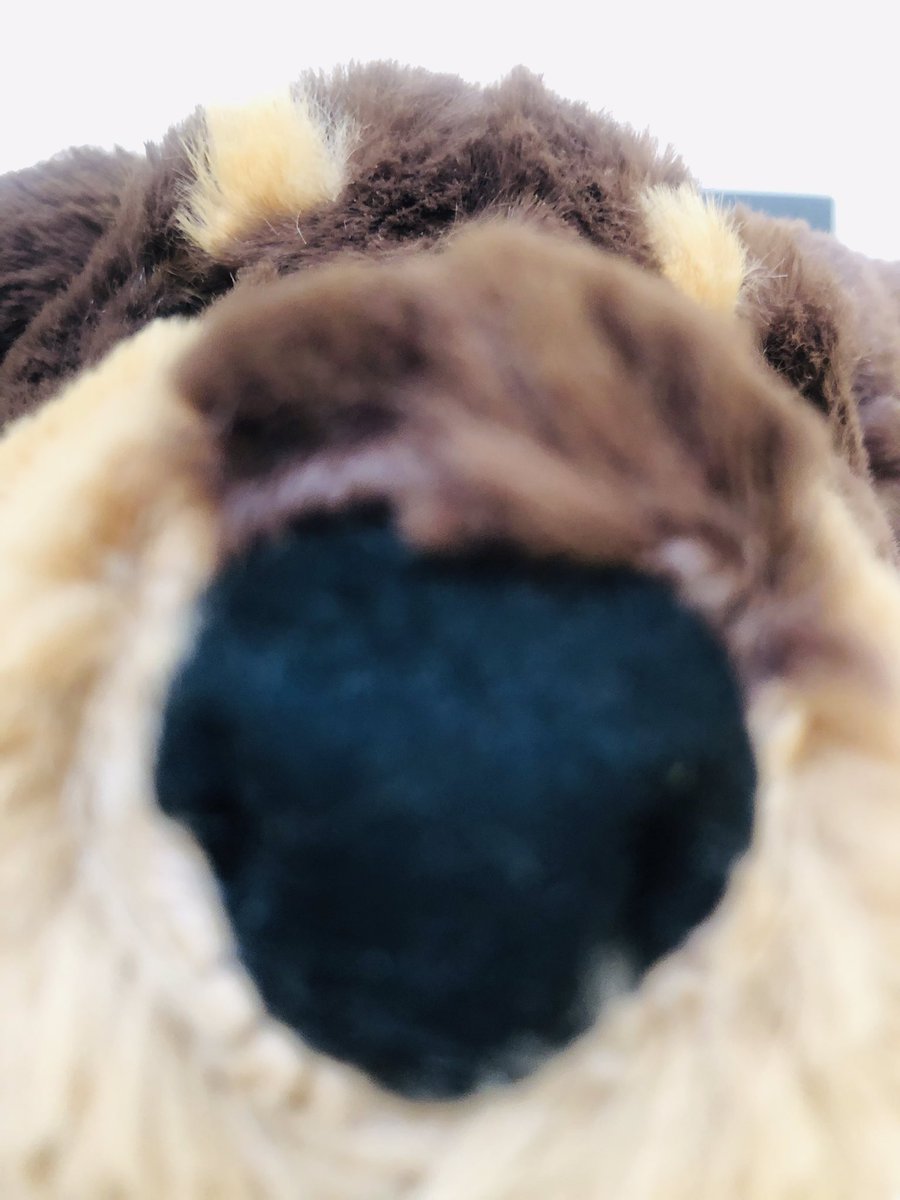 What an odd dog! #anodddogchristmas <a href="/RobBiddulph/">Rob Biddulph</a> Christmas is coming!!!!!! 🎄