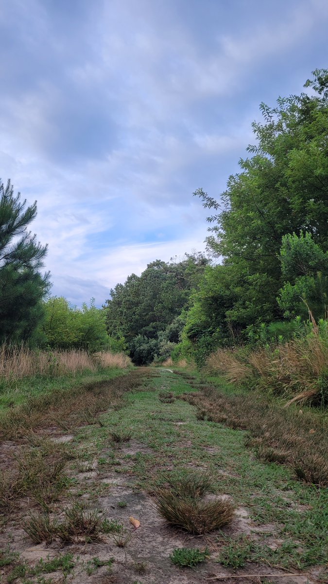 Find yourself as you wander down the trails at Kiptopeke State Park. #trails #walking #hiking #kiptopekestatepark
