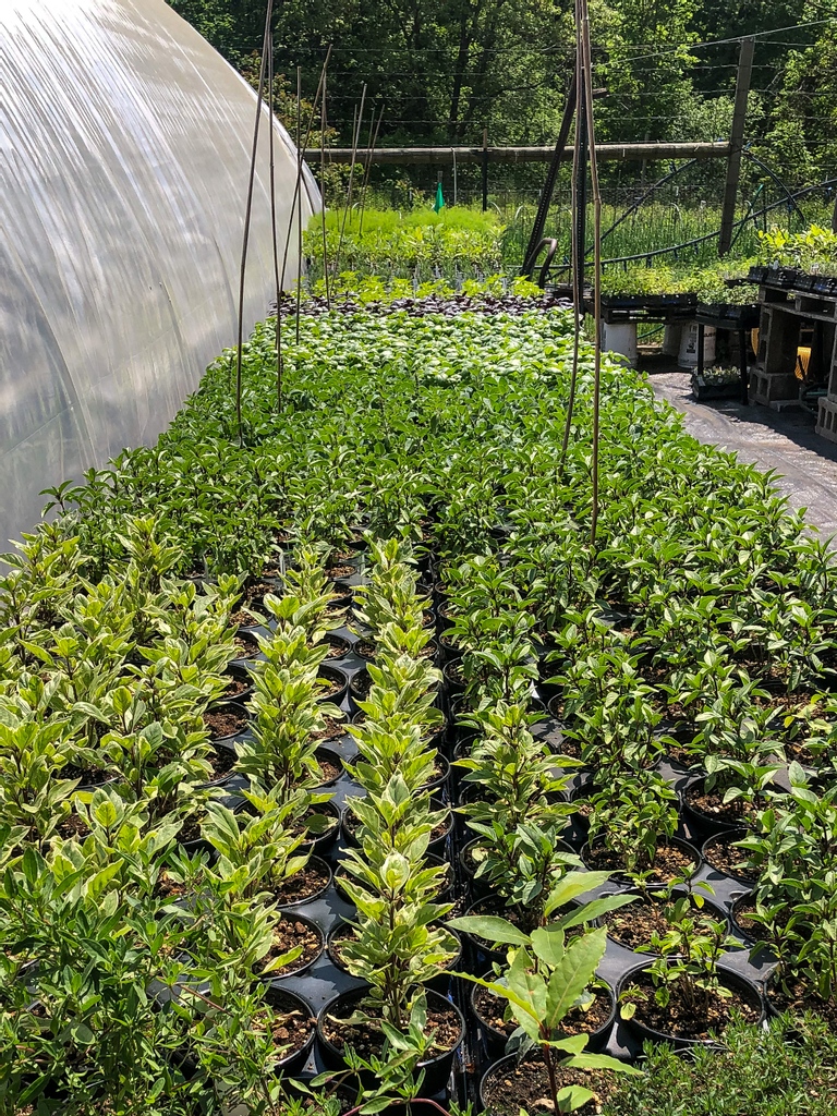 Our 2022 Flower CSAs and herb plant pre-orders are live on our website! 🌿🌸Use the code EARLYHERB10 before December 31st to get 10% off your herb plant pre-order! Follow the link to head to our website to learn more! bit.ly/solunaCSA2022