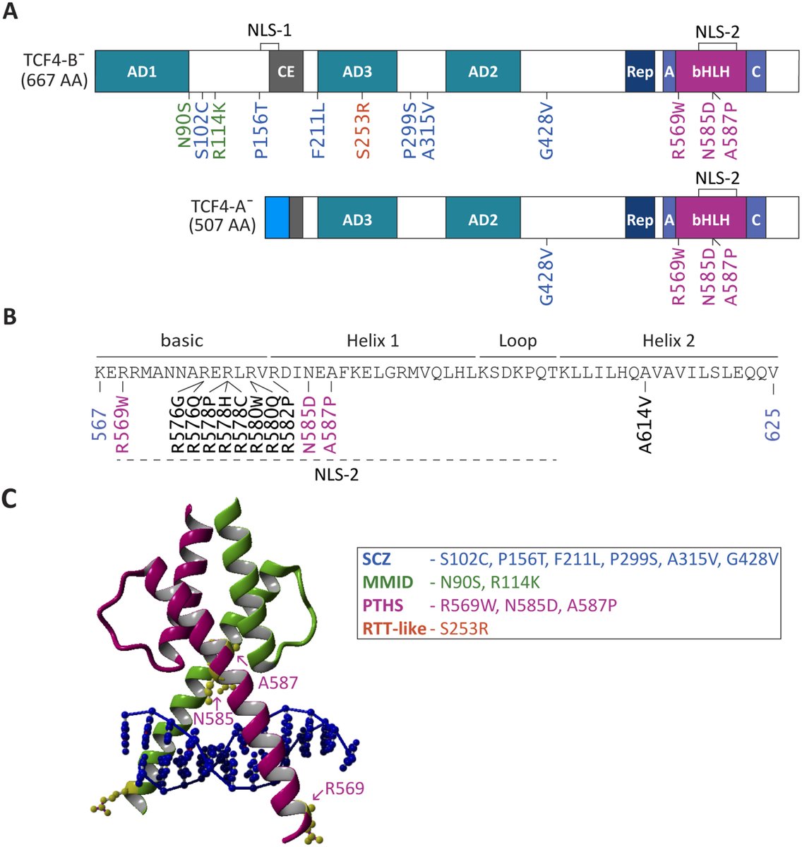 jbiolchem's tweet photo. "Functional consequences of TCF4 missense substitutions associated with Pitt-Hopkins syndrome, mild intellectual disability, and #schizophrenia"
@TallinnTech @sepp_mari #neuro
https://t.co/MXp3Z37hmn https://t.co/AHcMXV2sbf