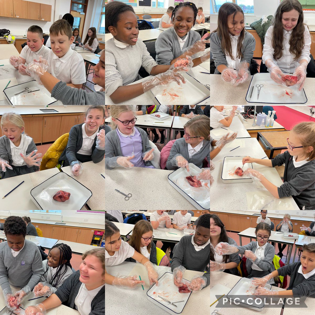 Year 6 kicked off their circulatory system topic in science by dissecting some hearts today. Even though some of their faces don’t show it, they had a great time! Thank you <a href="/TheGatewayAcad/">The Gateway Academy</a> for such a fantastic, hands on experience.