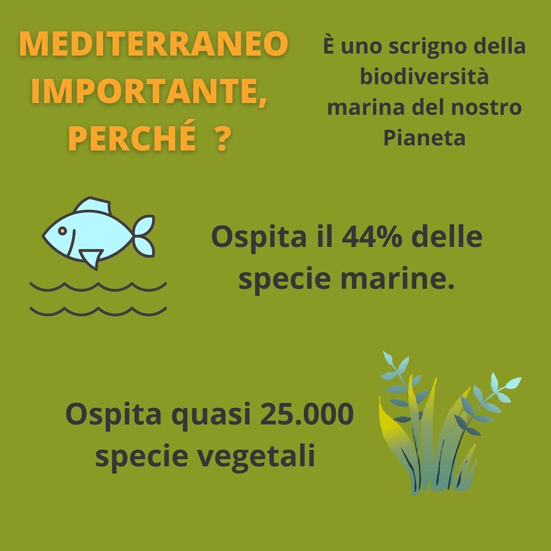 difesambiente's tweet photo. GIORNATA DEL MEDITERRANEO 🫒

📍Nasce con l’obiettivo di promuovere una comune identità #mediterranea e celebrare le meraviglie del #Marenostrum 🌊

Mediterraneo importante per la sua #biodiversità, ospita:

🐟44% delle specie marine 
🌾25.000 specie vegetali 

#SMM21 #ambiente https://t.co/83OwfLq138