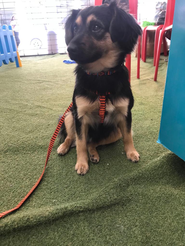 cachupines's tweet photo. #VALPARAISO #VIÑADELMAR #QUILPUE #VILLAALEMANA
EN ADOPCIÓN 🐶 LIPI ❤️ TE RESCATAMOS SOLITO BUSCANDO AMOR EN LA CALLE😔 ERES TIERNO, JUGUETON Y REGALÓN // BUSCAMOS A TU HUMANO ESPECIAL QUE TE AME MUCHO🥰🤗9 MESES/ RAZA PEQUEÑA A MEDIANA
COMUNICATE AL +56 9 6572 4225 https://t.co/faVpP2rvX4