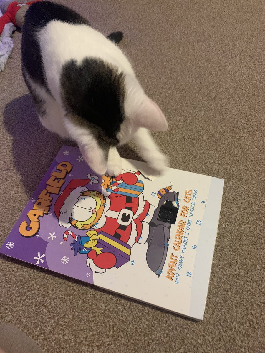 i just hadd mine catvent calendar ,, a yumscrumptious catnip and yoggy treet !!!