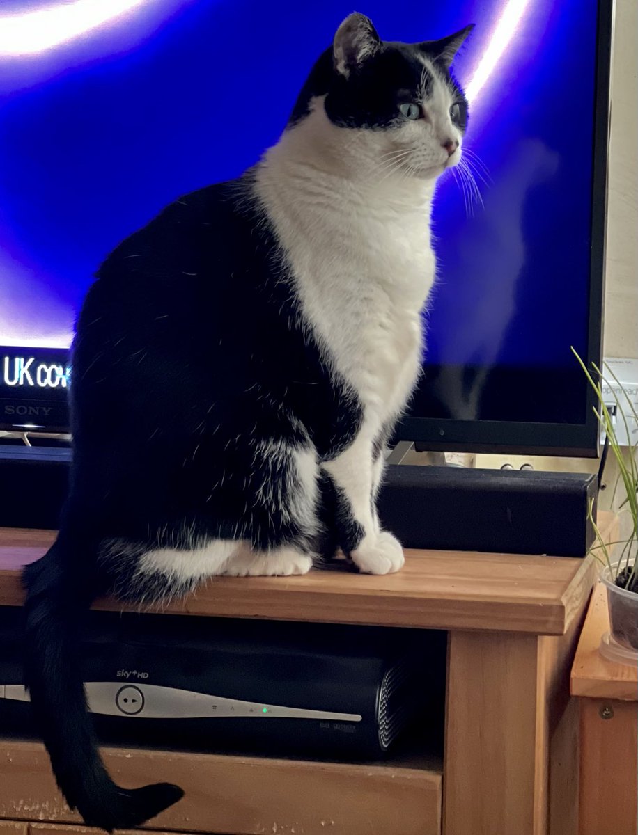 Ripley_DM's tweet photo. Ozzy likes posing in front of the TV...he thinks he's making a better viewing!

Check Ozzy's weekly purrs and meows on his blog: https://t.co/BPg6FP8yIp

Read all about Ozzy's and Tolkien's adventures at home on their comic, Life with Ozzy and Tolkien at: https://t.co/VYsSHbGTTA https://t.co/ln4UrgZ234
