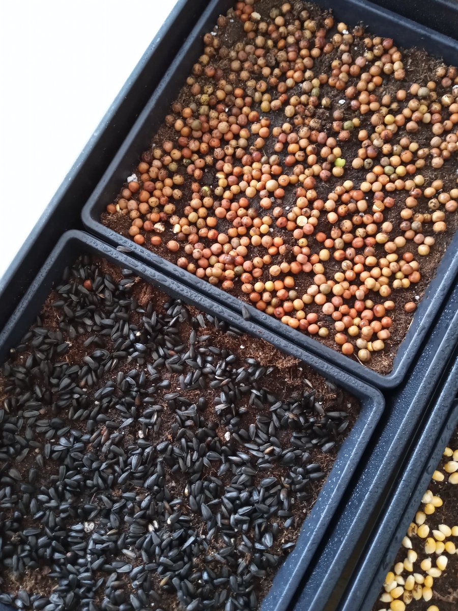 Getting ready to train this years new Little Green Sprouts🌱teachers. This tabletop garden is perfect for younger grades with its small footprint, fast growing cycles and ease of management. Seeds come in such a fascinating array of colours and shapes. <a href="/aitcmb/">Agriculture in the Classroom-Manitoba</a> <a href="/littlegrnthumbs/">Little Green Thumbs</a>