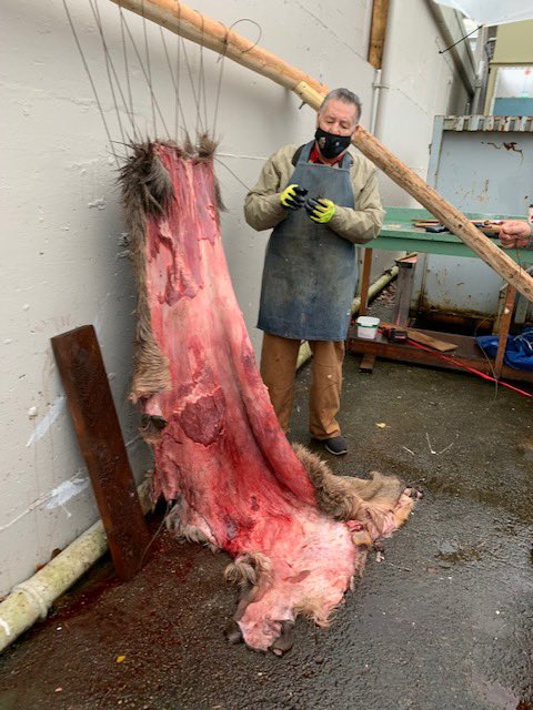 École Alpha Secondary (@alphasd41) on Twitter photo Welcome Elder Phil, Ken & Lorelei! Today we begin our hide project. We are #grateful to be learning from Elder Phil this week and then again in the New Year! #learning <a href="/burnabyschools/">Burnaby Schools</a> Welcome Elder Phil, Ken & Lorelei! Today we begin our hide project. We are #grateful to be learning from Elder Phil this week and then again in the New Year! #learning <a href="/burnabyschools/">Burnaby Schools</a>
