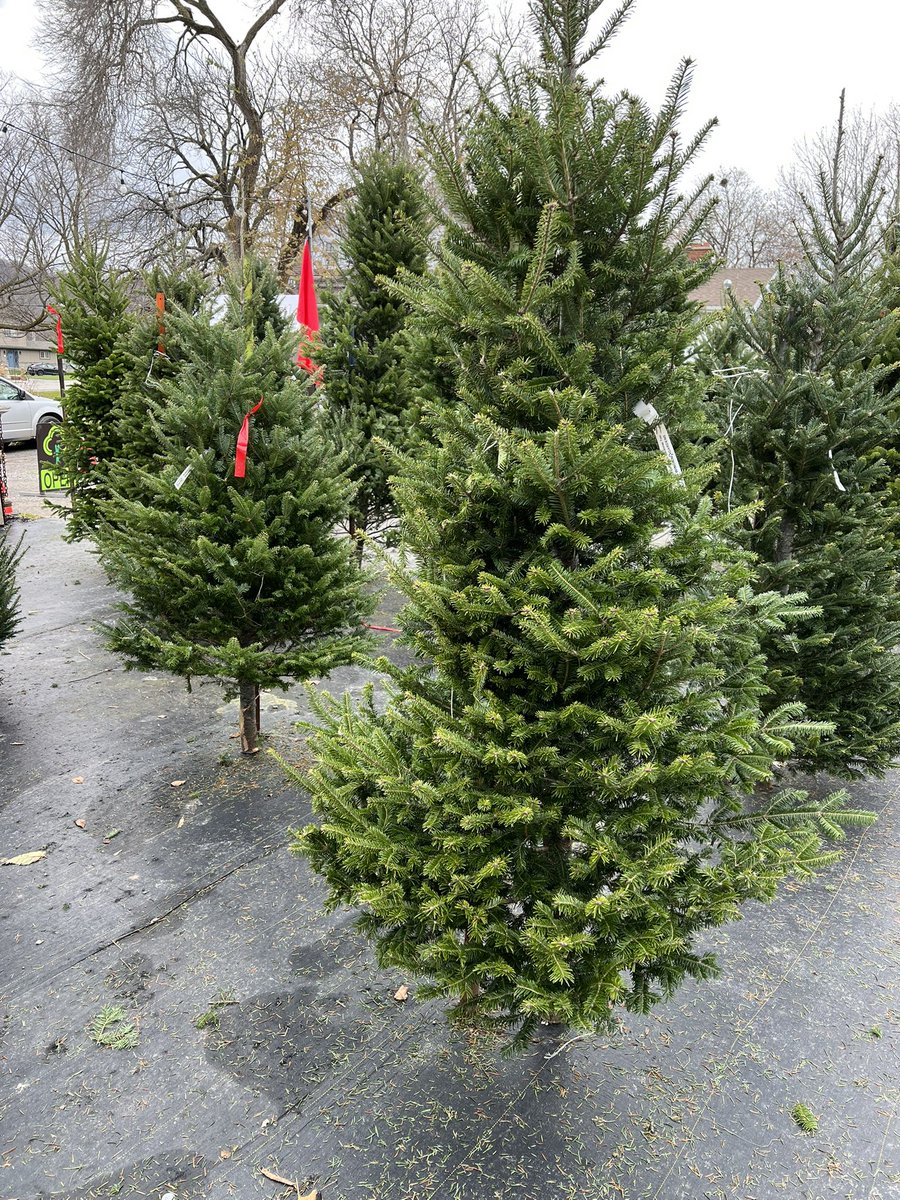 WinonaGardens's tweet photo. They’re finally here!! Our Christmas Trees have arrived -  &amp; we have over 700 in stock with over 70 on display. It’s like visiting the forest - without the forest.
 
To help you find your perfect tree - we’re now open Monday to Saturday from 9am to 8pm. Sunday 10-5 https://t.co/ESc2AYM2Y5