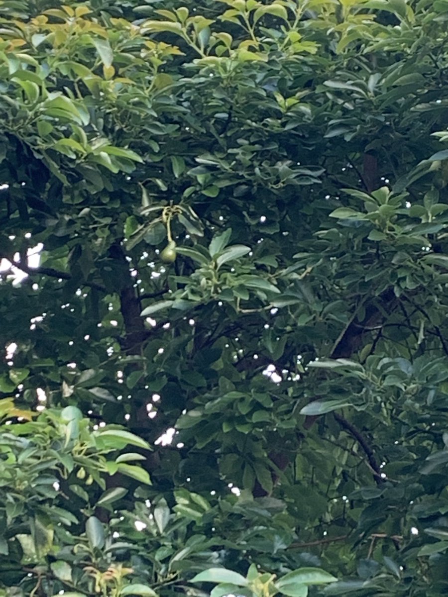 KirkNelsonLA's tweet photo. Avocado tree in London Bankside SE1! Spotted from the ⁦@LDADesign⁩ London office sharing table window. Alas they were out of reach! ⁦@TheTreeCouncil⁩ @lb_southwark⁩ @GardenMuseumLDN⁩ ⁦@GardenMusLearn⁩ ⁦@EdibleLambeth⁩ ⁦@TheGleanerNews⁩ #avocado https://t.co/Sae8vWP6kt