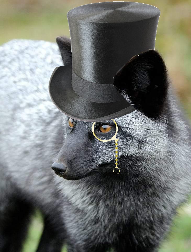FexDaFox's tweet photo. Modified this image after a friend said it was me but dapper 🤣
#FancyFox https://t.co/Bgwh5N2fKs