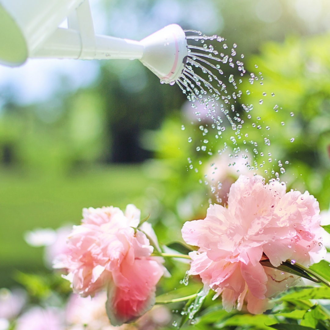 “No act of kindness, no matter how small, is ever wasted.”
- Aesop

#nmsu #good #gracious #compassion