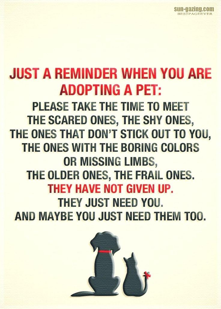 ScavoPetService's tweet photo. Had to share, if #adopting for #Christmas or any time, help to #Adopt them all #diffabilities are beautiful too #AdoptDontShop #furbabies #dogsoftwitter #CatsOnTwitter #birdsoftwitter #puppies #kittens #dogs #cats https://t.co/X4Num0k4ah