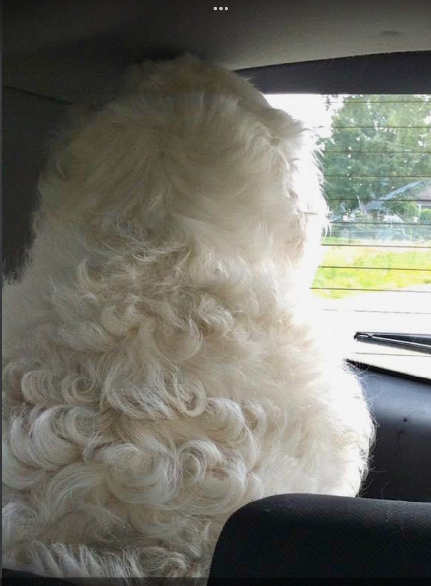 Bijna 5 dec ,tijd om de hond te scheren #sinterklaas