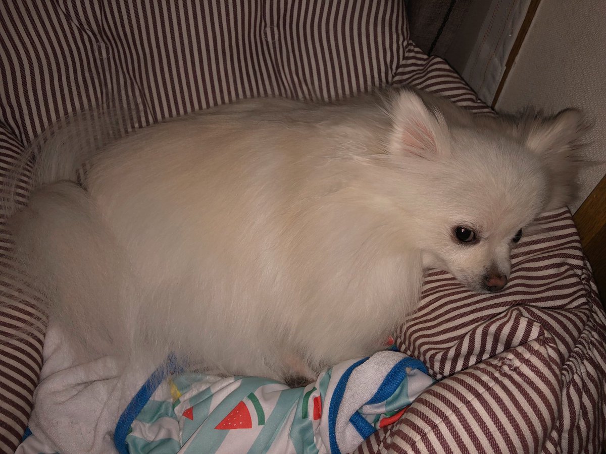 NNFAMILYnnn's tweet photo. おやすみ(寝ぼけ眼のふわふわ娘)

#ポメラニアン
#犬のいる暮らし
#犬のいる幸せ
#モフモフのお友達
#四本足のお友達 https://t.co/4wlurT27xe