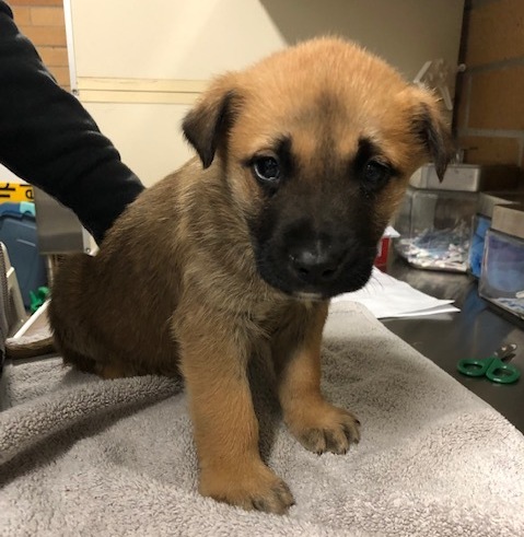 PHOTOS: The BC SPCA is looking to the public for help in raising money to provide urgent care for nine six-week-old puppies that were recently taken in at the organization’s Sea to Sky facility bit.ly/3lpKSg5