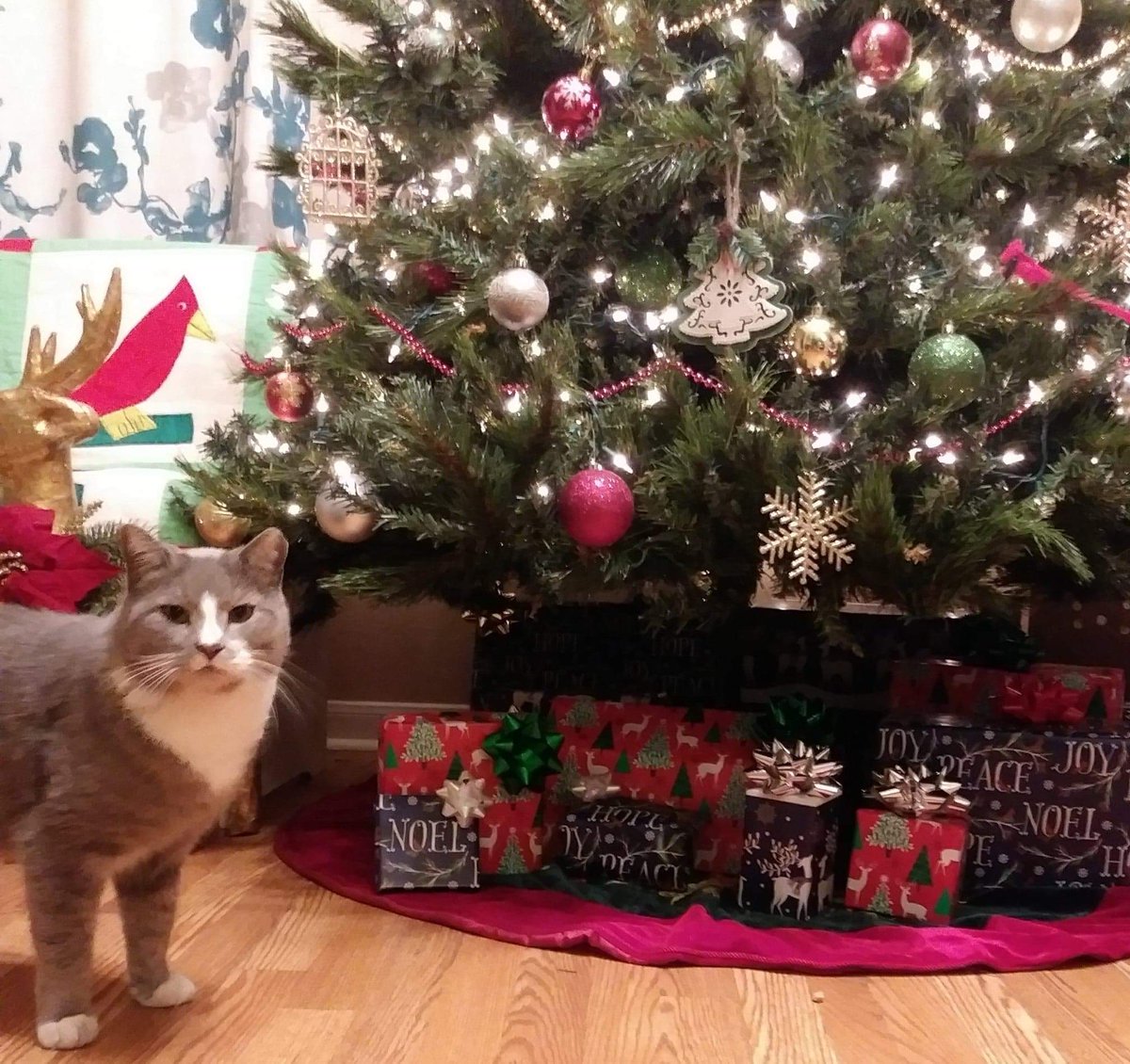 MelissaBug512's tweet photo. @bellaalamocat Machine Gun Kitty says "Meowy Christmas to you, Bella!" https://t.co/AyHUooJElg