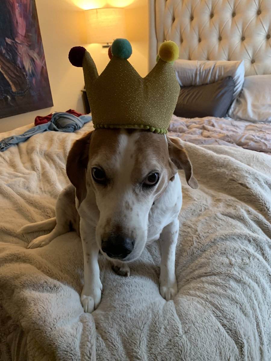 Stuart (aka Little Dude) 🐾 tweet media