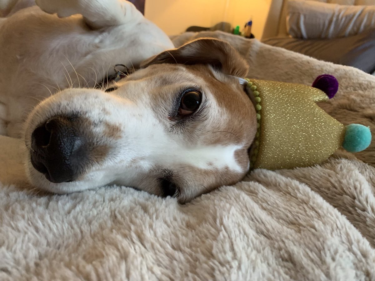 Stuart (aka Little Dude) 🐾 tweet media
