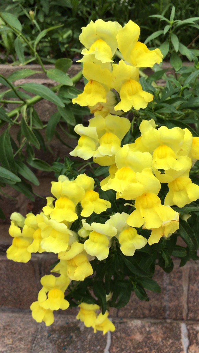 Migueli83076865's tweet image. #Conejitos La fluorescencia del Amarillo.