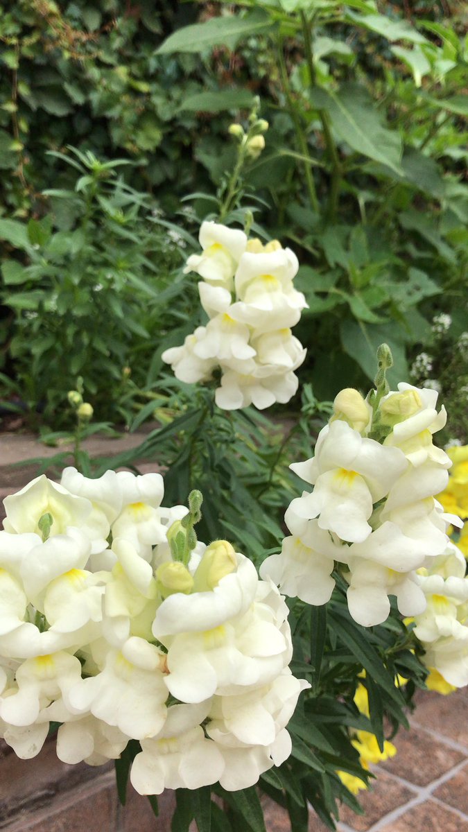 Migueli83076865's tweet image. #Conejitos La fluorescencia del Amarillo.