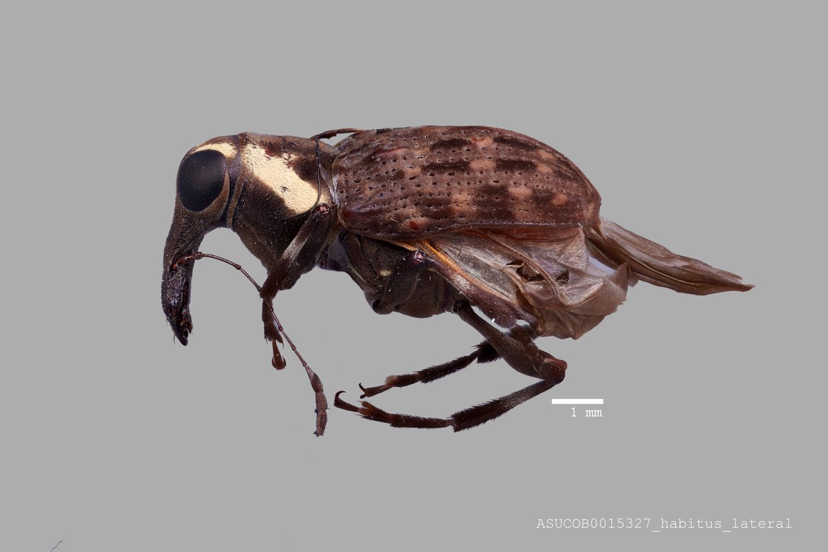 coleopterasam's tweet photo. An amazing Mycteis marginicollis Pascoe (#Anthribidae) from Philippines, for this #WeevilWednesday!  #ASUCOB #ASUBiocollections  https://t.co/OkG2w061aG https://t.co/kkww1D8tM6