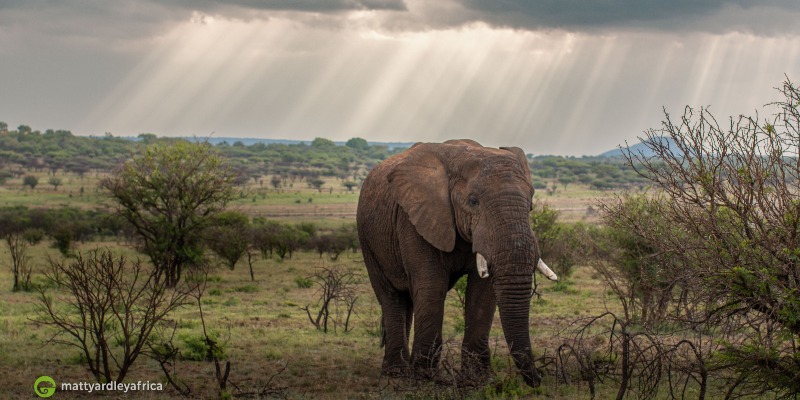 A big elephant bull is illuminated by the beautiful gold sunrays breaking through the clouds of an approaching African thunder storm.

Image and text: <a href="/yardleyafrica/">Matt Yardley</a> 

#WildEyeSA #africa #Wildlife #WildlifeSightings #Travel #Photography #TravelAfrica #Elephant