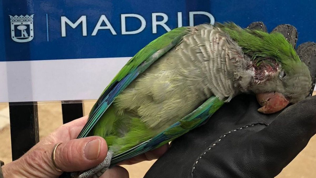 SOScotorras's tweet photo. ¡¡¡¡Los tiros no cesan!!!! La matanza sigue, a pesar de la conmoción social que su brutalidad ha provocado entre los madrileños toda España y el mundo. Ya son varios los parques, pero la estrategia ha cambiado para huir de la opinión pública, ahora disparan por las noches. 🆘🆘🆘 https://t.co/g4Mc1EEFDi