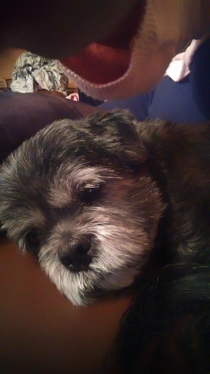 Angels Ezra and JC 🐾🐾🐾🐾 tweet media