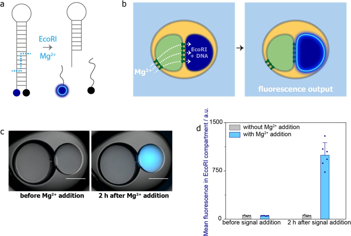 IdilCazimoglu's tweet photo. We then encapsulate an #endonuclease in two-compartment structures and activate #DNA cleavage with an ionic input signal.
#EcoRI #restrictionenzyme #sensor #sensing #FRET #fluorescence #DNAcleavage
5/8 https://t.co/CMqPRUX2Mx