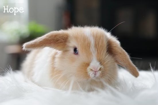 Bringing home a baby bun next week. Look at this lil faceeeeeee!!!
