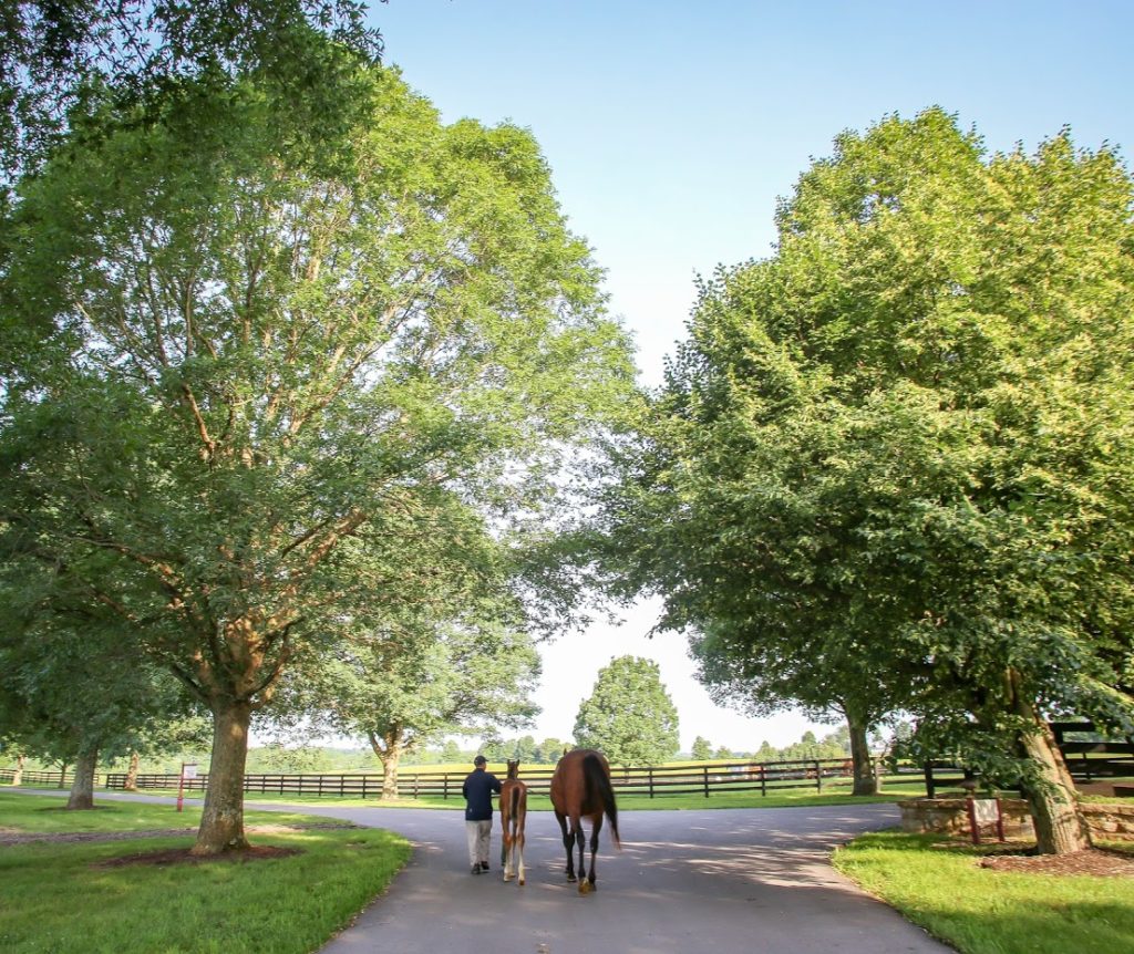 LocalLexington's tweet photo. Where and How to Horse Around In Lexington, Kentucky…
VIEW TIPS... https://t.co/V9TVAlqNaR
#lexington #horsepark #horses #horsecountry #kentucky https://t.co/ZYF6aiXMz6