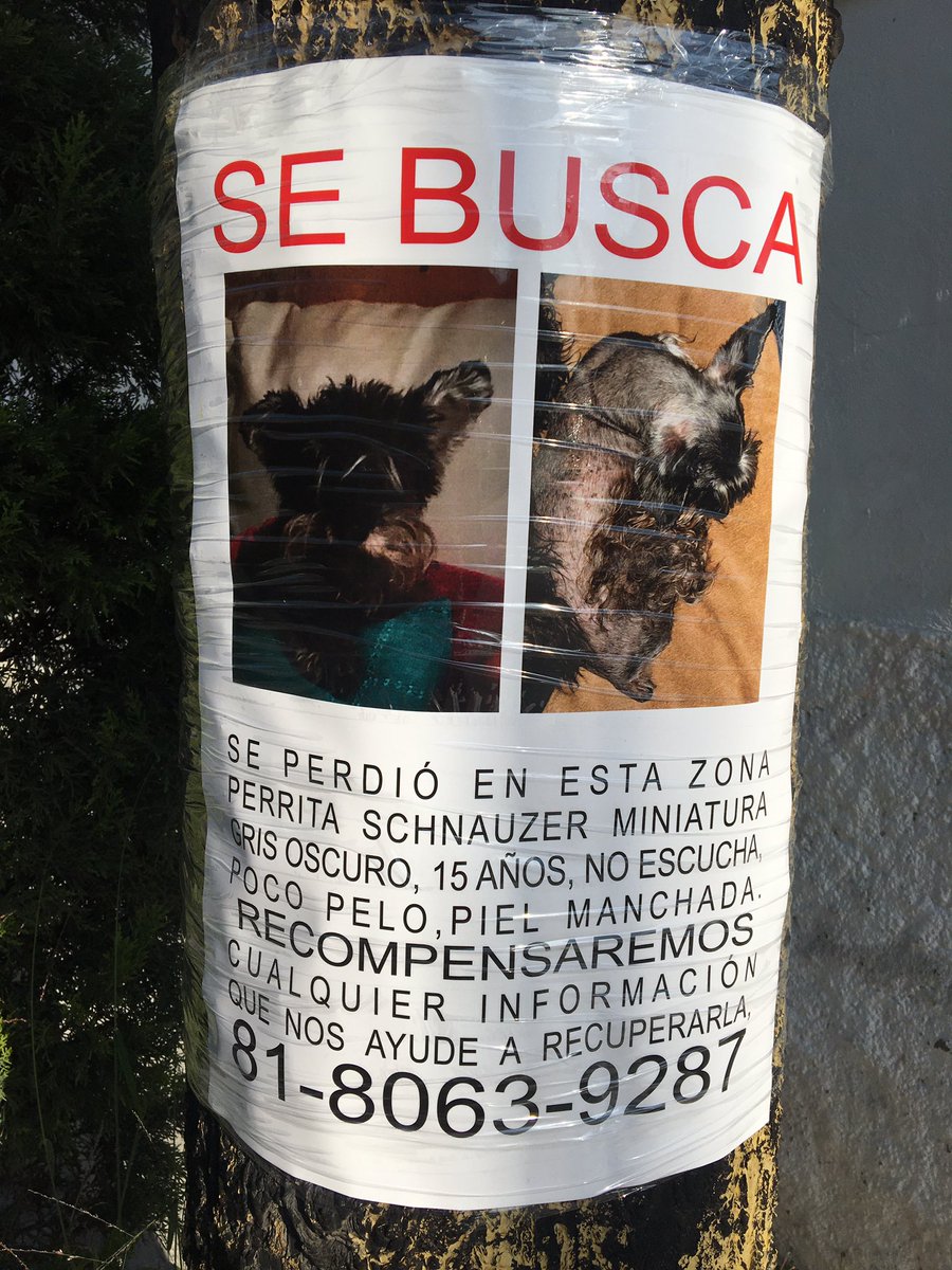 GeraVII's tweet photo. Banda del poniente, ayudemos con un RT para que regrese con su familia :)

@CumbresMty @p_delasmitras @Cicmty @LasMitras1 @BloqueadosS 

#Leones #ValleVerde #Cumbres #Garcia https://t.co/3zneJLdN2I