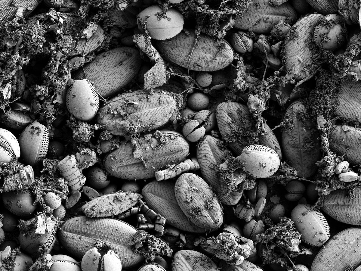 JeremiahShuster's tweet photo. Today's Micrograph: Another sample from Annika Fiskal. Diatoms can be the primary source of organic carbon under certain environmental conditions. Diatom-bacterial interactions can influence the biogeochemical cycling of elements such as iron.
Fun #SEM times in the @GeomicroTueb. https://t.co/qAZVE7ze4a