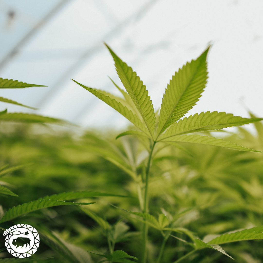 High Grade Hemp Seed tweet media