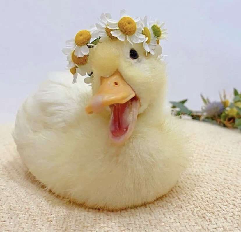 The BEST Duck of the Day! on Twitter: \