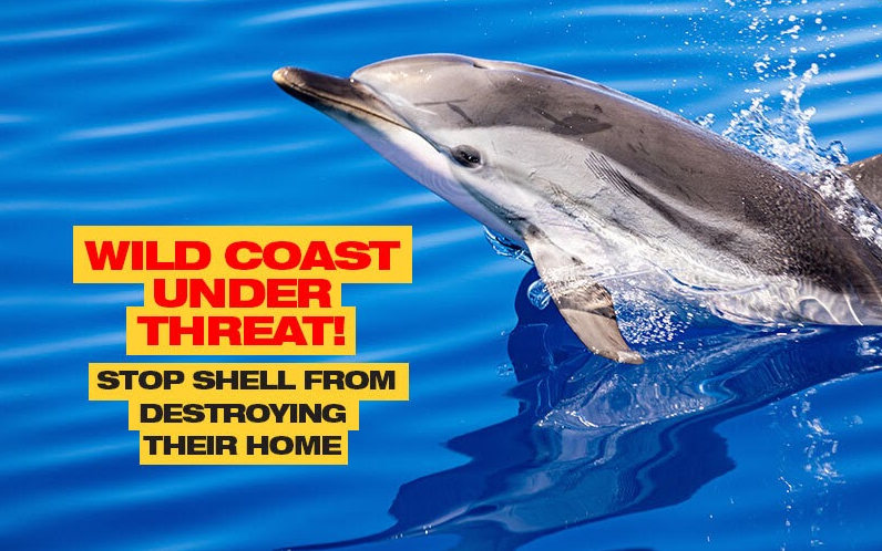 For a one-stop hub on all there is to know about <a href="/Shell/">Shell</a> and everyone's efforts to STOP them from destroying the Wild Coast - CLICK HERE >> act.gp/3EaAe3X

#SaveTheWildCoast 
#OceansNotOil 
#ToHellWithShell
#StopShell