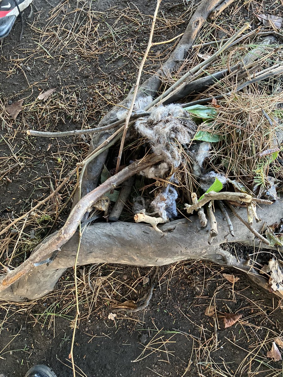 PrestonTowerPS's tweet photo. We have an elf with a difference visiting us #muddyelf loves to be outdoors. Today he challenged us to create a shelter for him. https://t.co/ix4blwxd4I