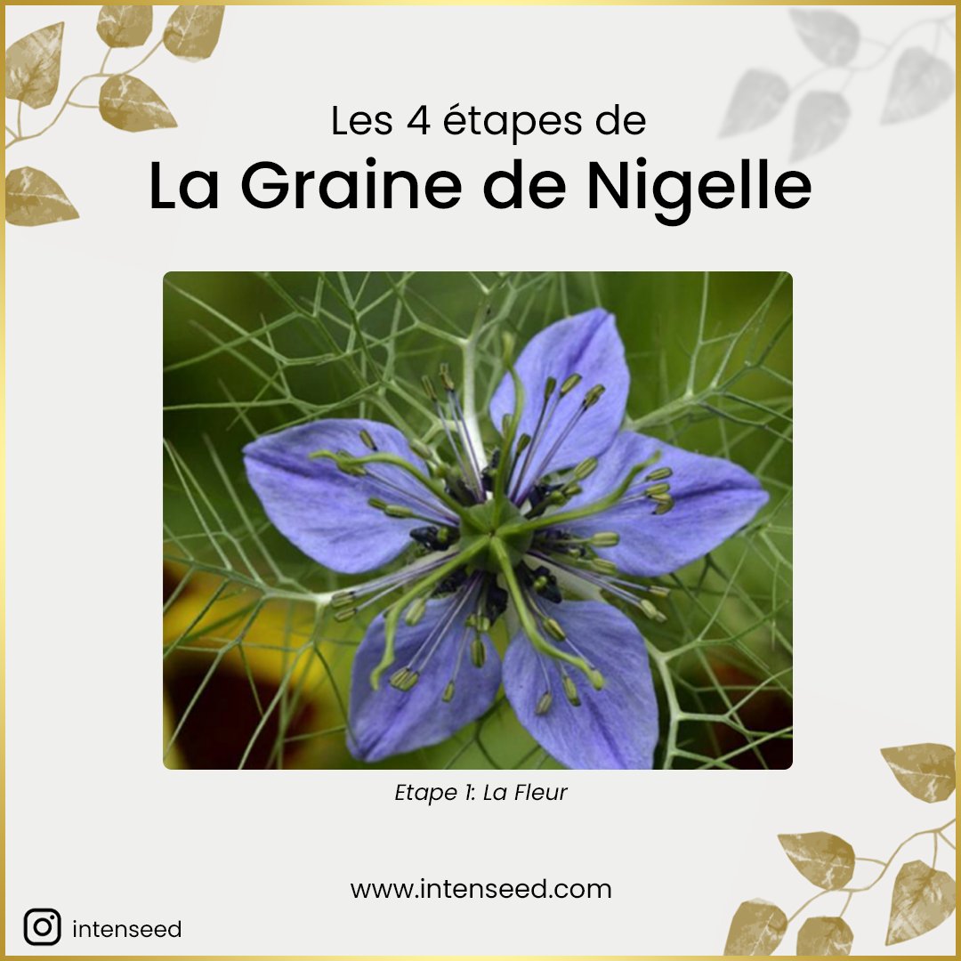 TeamIntenseed's tweet image. Peu nombreuses sont les personnes qui savent d&apos;où proviennent ces magnifiques graines de Nigelle d&apos;un noir sublime. Certains pensent qu&apos;elles proviennent d&apos;un arbre 🌳, d&apos;autres de fleurs qui ressemblent au tournesol 🌻.

Eh bien ce n&apos;est pas le cas ! 
intenseed.com
