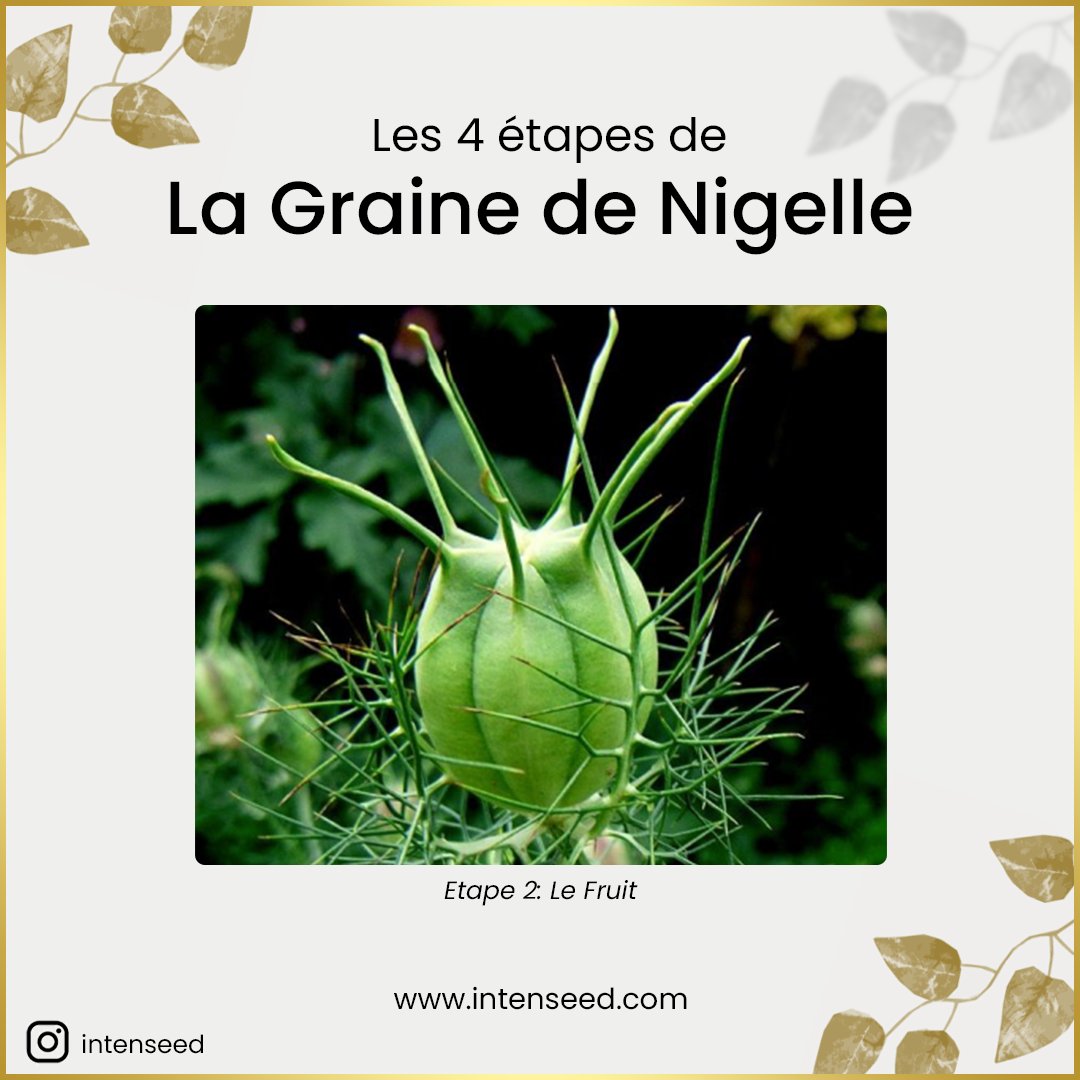 TeamIntenseed's tweet image. Peu nombreuses sont les personnes qui savent d&apos;où proviennent ces magnifiques graines de Nigelle d&apos;un noir sublime. Certains pensent qu&apos;elles proviennent d&apos;un arbre 🌳, d&apos;autres de fleurs qui ressemblent au tournesol 🌻.

Eh bien ce n&apos;est pas le cas ! 
intenseed.com