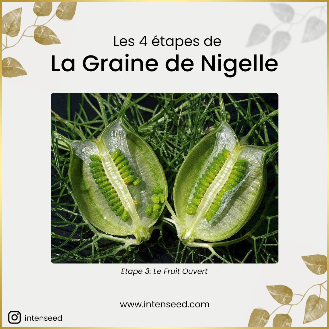 TeamIntenseed's tweet image. Peu nombreuses sont les personnes qui savent d&apos;où proviennent ces magnifiques graines de Nigelle d&apos;un noir sublime. Certains pensent qu&apos;elles proviennent d&apos;un arbre 🌳, d&apos;autres de fleurs qui ressemblent au tournesol 🌻.

Eh bien ce n&apos;est pas le cas ! 
intenseed.com