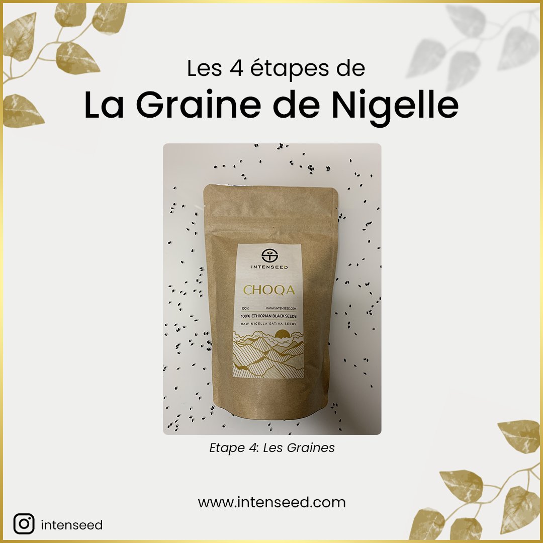TeamIntenseed's tweet image. Peu nombreuses sont les personnes qui savent d&apos;où proviennent ces magnifiques graines de Nigelle d&apos;un noir sublime. Certains pensent qu&apos;elles proviennent d&apos;un arbre 🌳, d&apos;autres de fleurs qui ressemblent au tournesol 🌻.

Eh bien ce n&apos;est pas le cas ! 
intenseed.com