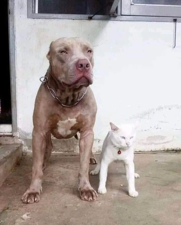 KaraDverga's tweet image. Este gato que se crió con Pitbulls y se cree Pitbull, es lo mejor que me pasó en el año.