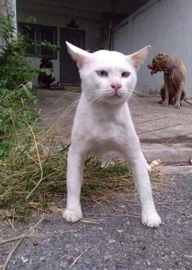 KaraDverga's tweet image. Este gato que se crió con Pitbulls y se cree Pitbull, es lo mejor que me pasó en el año.