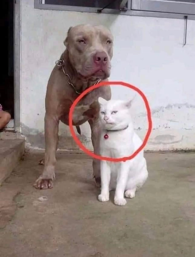 KaraDverga's tweet image. Este gato que se crió con Pitbulls y se cree Pitbull, es lo mejor que me pasó en el año.