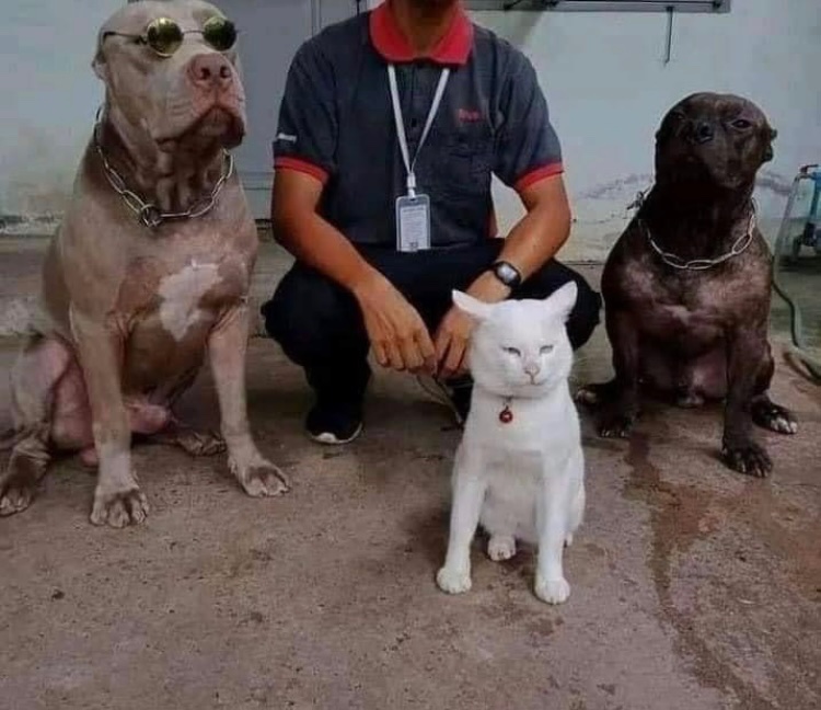 KaraDverga's tweet image. Este gato que se crió con Pitbulls y se cree Pitbull, es lo mejor que me pasó en el año.