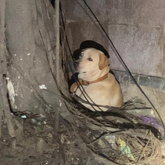 #Chennai, there’s a scared lab that seems lost, on Giri Road. Has a leash and tag but won’t let anyone come near. Do amplify incase anyone in T. Nagar can take the dog in for now/this reaches the owners of the dog. DM for contact details