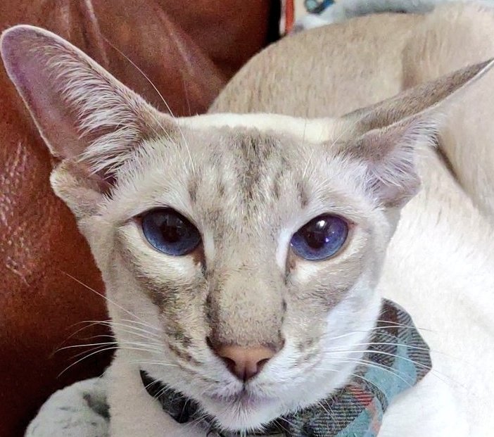 jolenehunter's tweet photo. Well.. someone is being a judgy today 🙈 #JessiePinks🐯 #JudgingCat #CatsOfTwitter #catsofinstagram #cats @Diablo_Siamese https://t.co/hQinDC0oj0