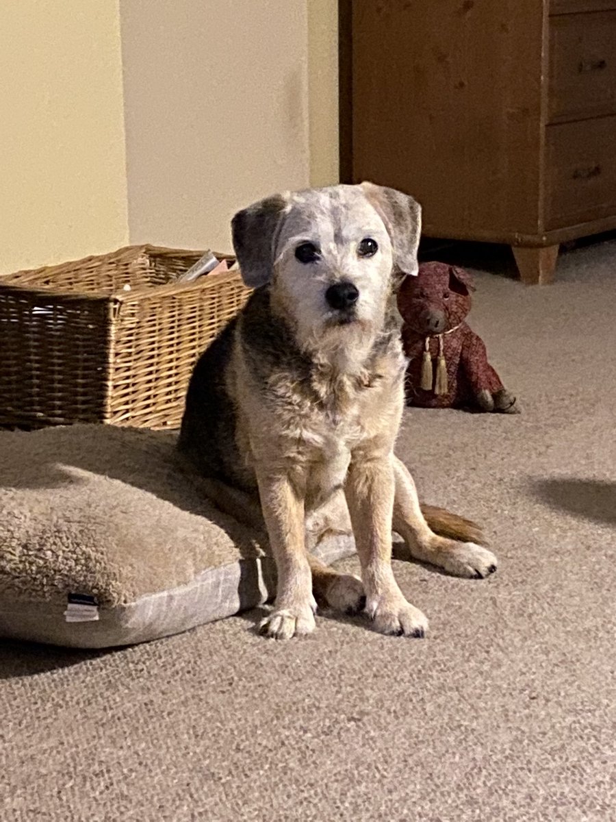 tracyw100's tweet photo. @MrAndrewCotter Olivia aged 15 years and 5 months would like to wish Olive a belated happy 9th birthday ❤️x https://t.co/dDxqGAEoYV
