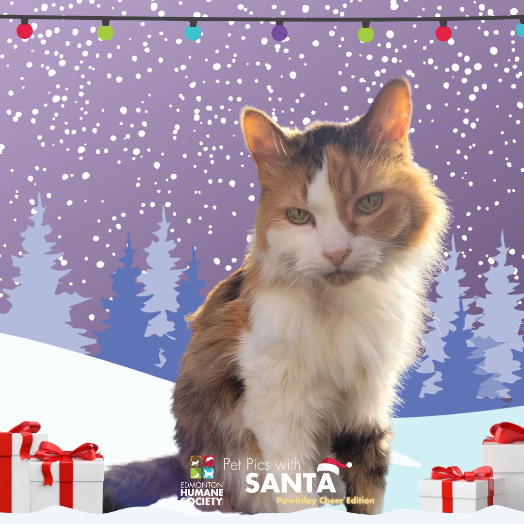 Just got my #PetPicwithSanta from <a href="/EdmontonHumane/">Edmonton Humane Society</a> 😻 You can too!

Big feelings tho - first Christmas in 18 without my Azy.

Mad love to all the pet parents out there and extra snuggles &amp; scritches to all your floofs this holiday season!